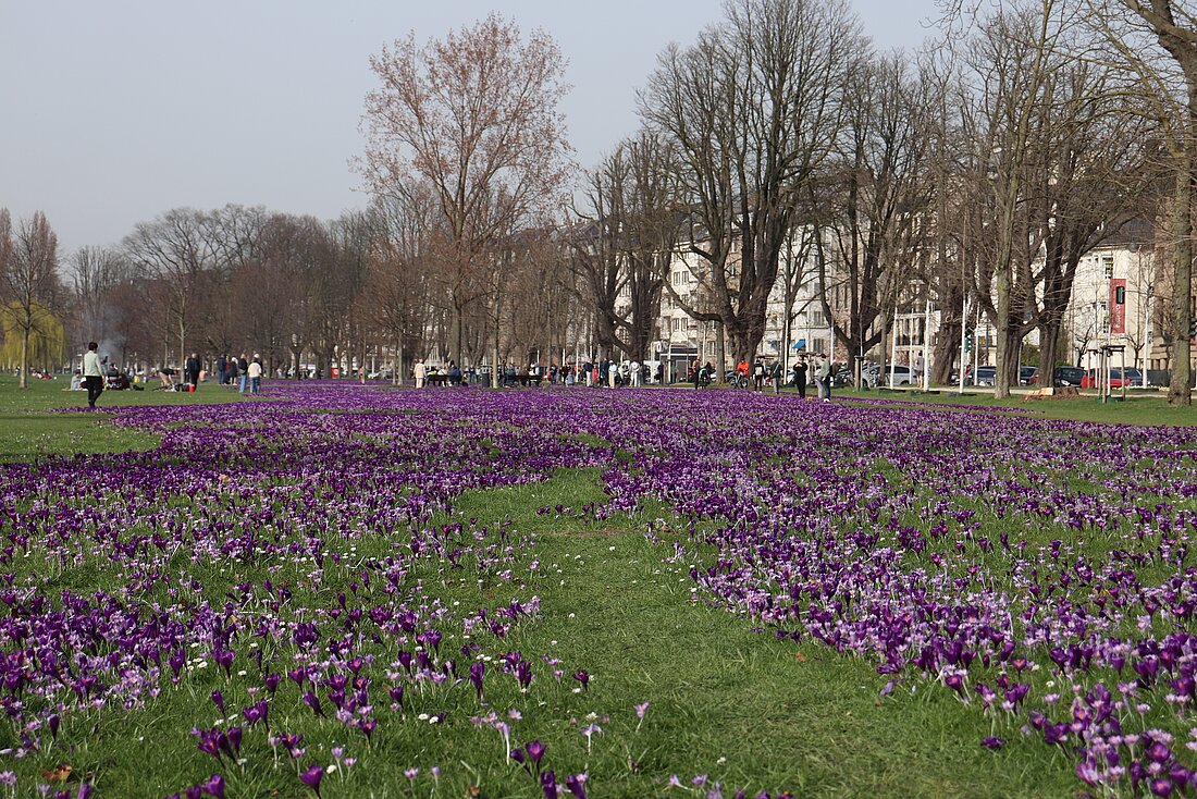 Auf dem Bild sieht man das blau-violette Blütenmeer im Rheinpark in Düsseldorf