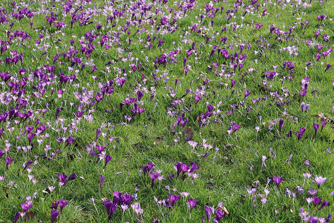 Auf dem Bild sieht man das blau-violette Blütenmeer im Rheinpark in Düsseldorf