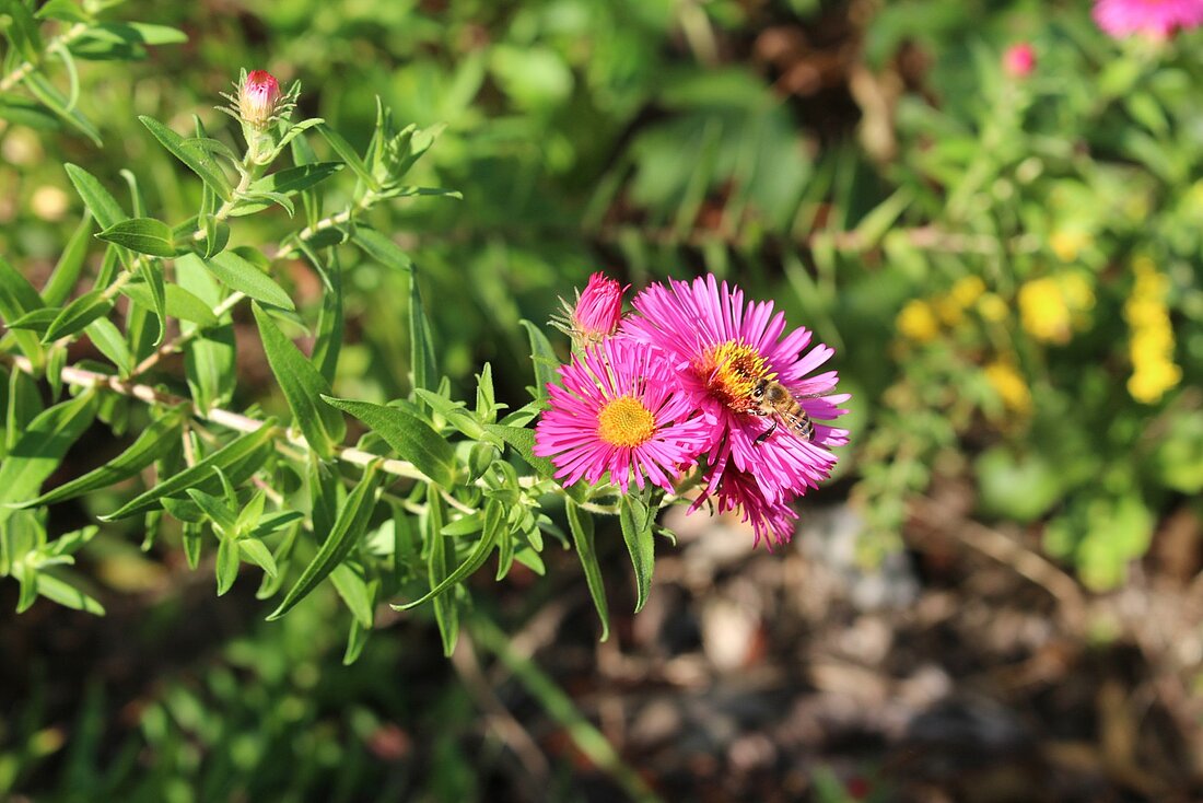 Eine Blüte der Raublatt-Aster und eine Biene auf ihr.