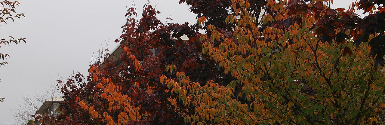 Auf dem Bild sieht man bunte Blätter an einem Baum. Ein Zeichen, dass der Herbst langsam kommt (Foto: Michelle Pieczyk)