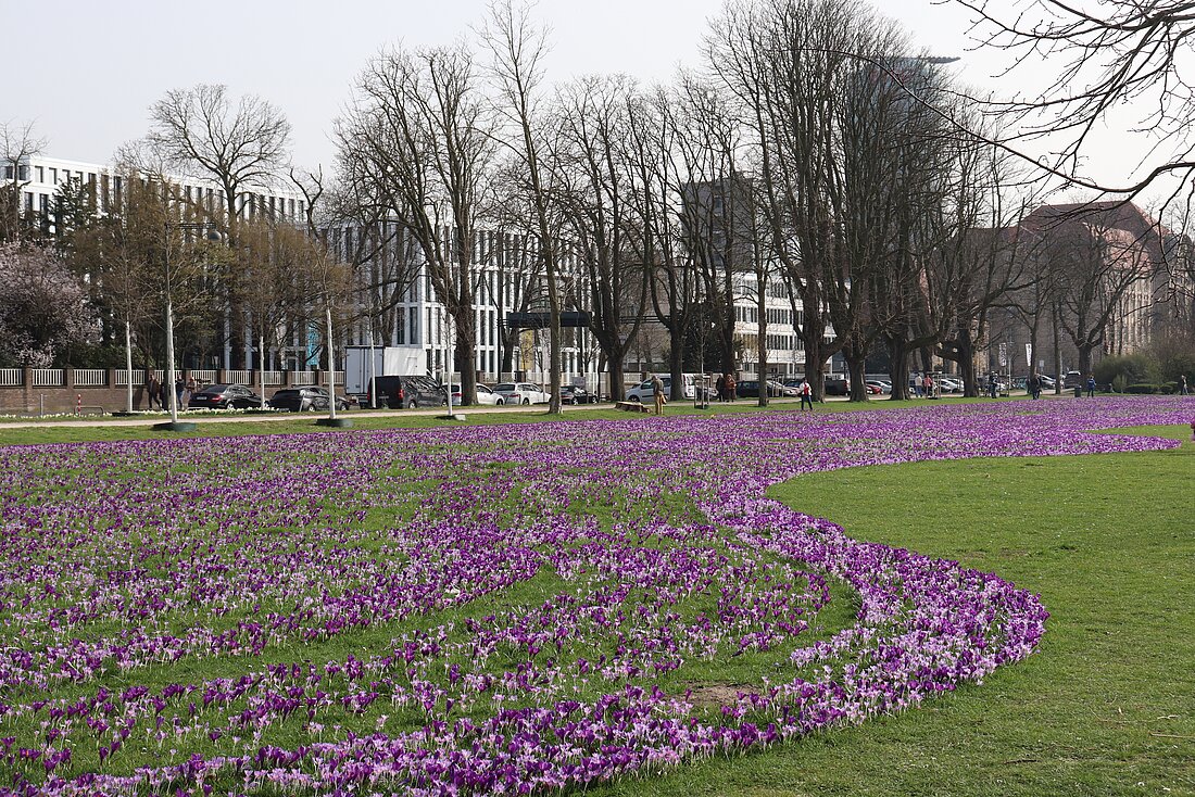 Auf dem Bild sieht man das blau-violette Blütenmeer im Rheinpark in Düsseldorf