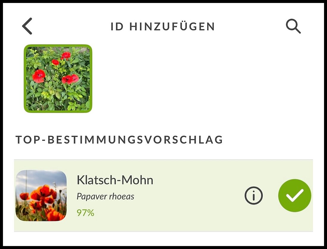 App iNaturalist hat Klatsch-Mohn gescannt