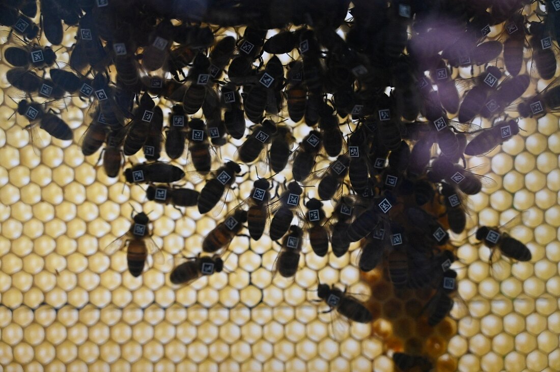 Man sieht einen Bienenstock mit Bienen, die kleine QR-Codes an ihrem Rücken befestigt haben.