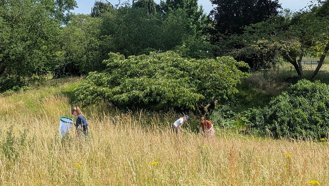 Zwei Studierende stehen im hohen Graß und nutzen die iNaturalist App