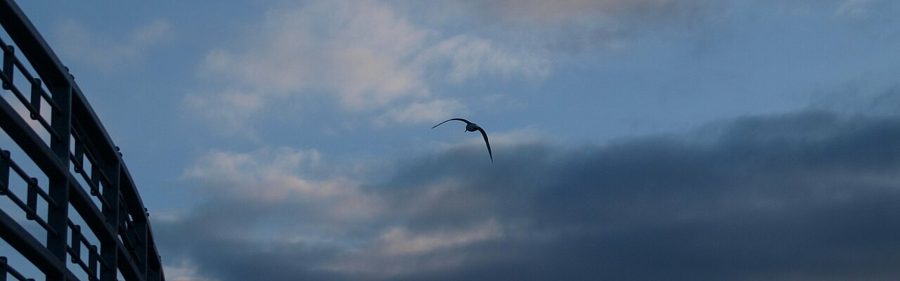 Eine Möwe fliegt durch den Himmel.