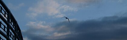 Eine Möwe fliegt durch den Himmel.