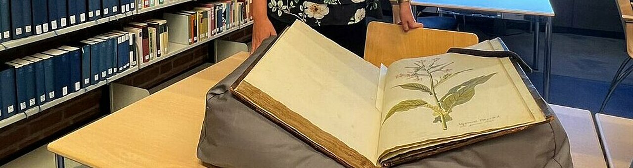Auf dem Foto sind die Hände der Historikerin Dr. Teresa Schröder-Stapper zu sehen, die eine Tabak Pflanze in einem Buch zeigt (Foto: Valeska Ridzewski)