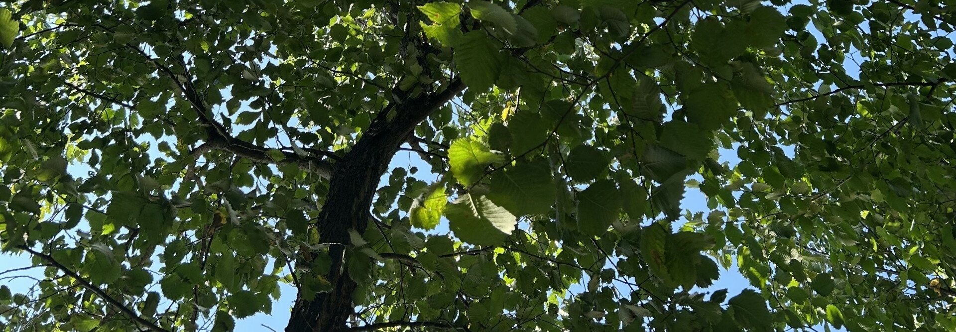 Auf dem Foto sieht man einen Baum von unten fotografiert, bei welchem die Sonnenstrahlen durchscheinen und der blaue Himmel sichtbar ist (Foto: Lena Sorgalla)