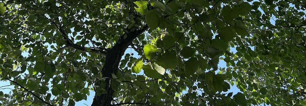 Auf dem Foto sieht man einen Baum von unten fotografiert, bei welchem die Sonnenstrahlen durchscheinen und der blaue Himmel sichtbar ist (Foto: Lena Sorgalla)
