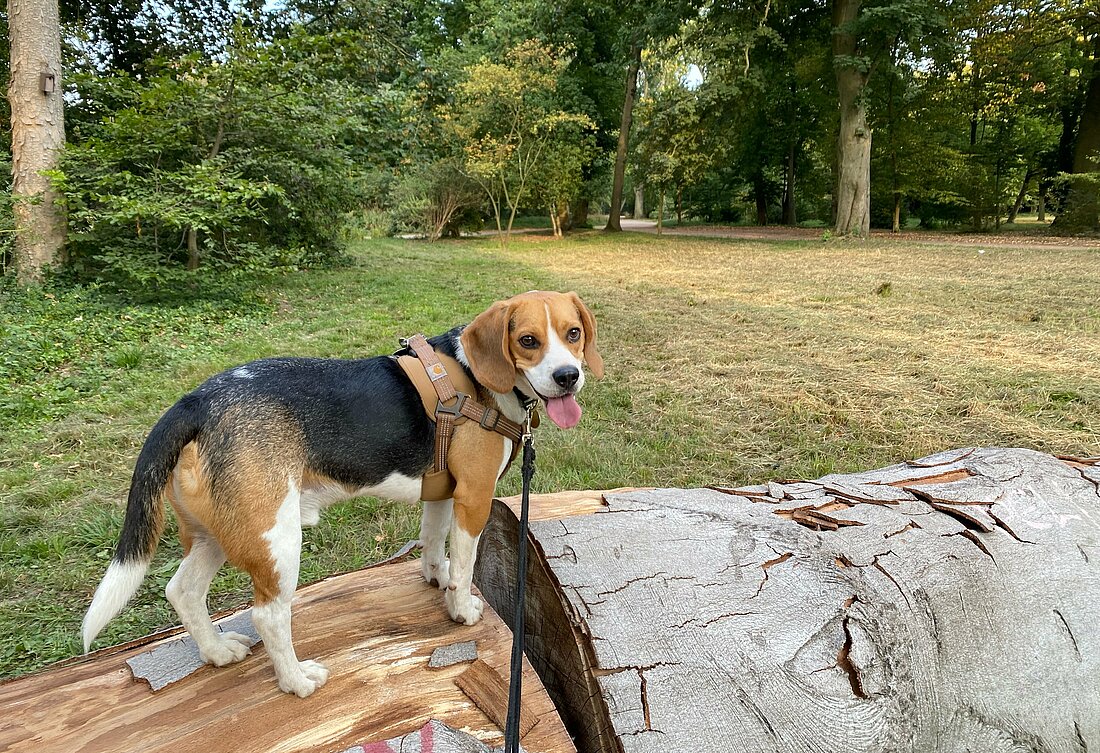 Buster ist gerne viel draußen unterwegs (Foto: Magdalena Losiewicz) Hunst steht auf umgekipptem Baumstamm