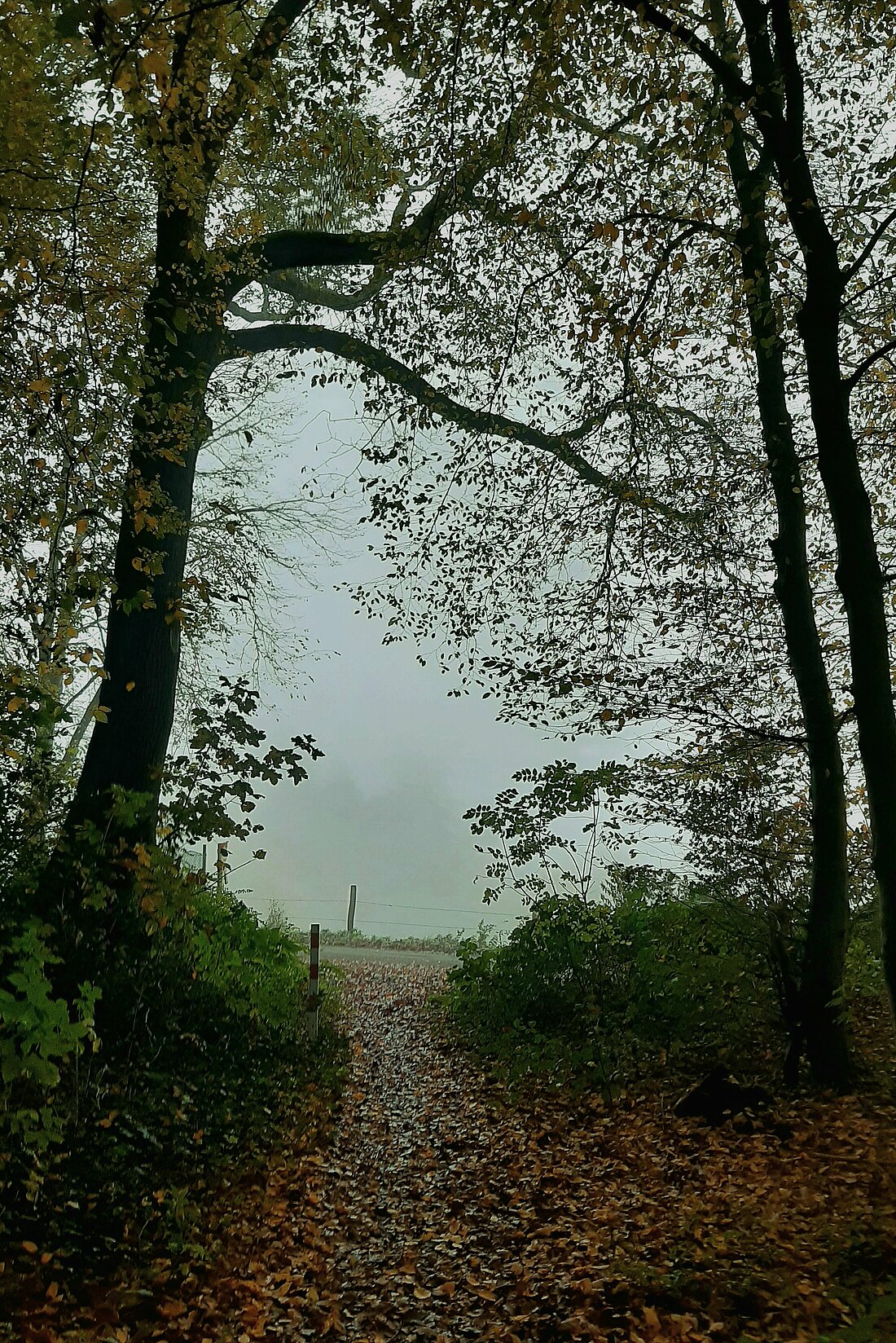 Auf dem Bild sieht man einen nebligen Waldpfad