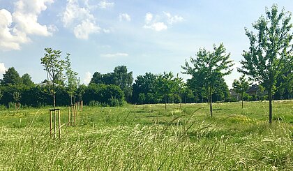 Eine grüne Wiese im Frühling. Auf ihre stehen Bäume und und das Gas ist hochgewachen.