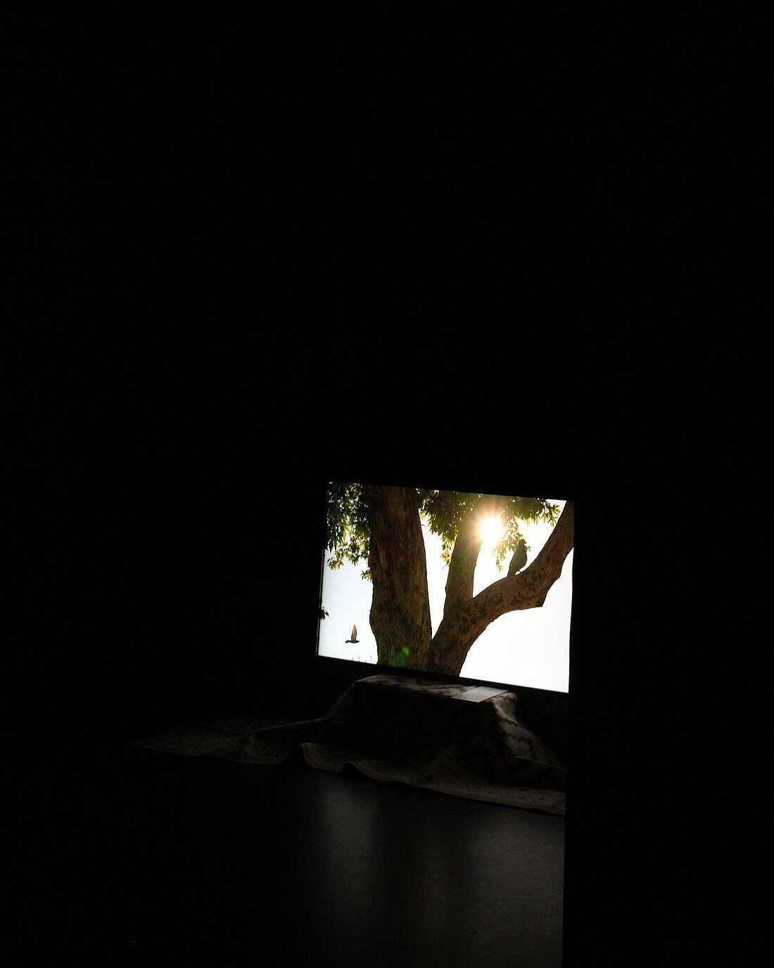 Ein dunkler Raum, darin ein Bildschirm auf dem ein Baum zu sehen ist