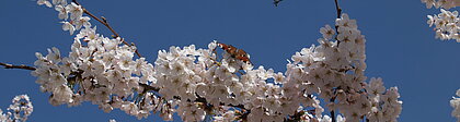 Auf dem Foto sieht man einen Strauch weißer Blumen.
