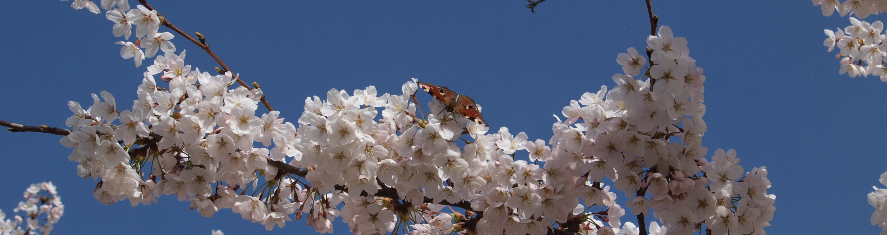 Auf dem Foto sieht man einen Strauch weißer Blumen.