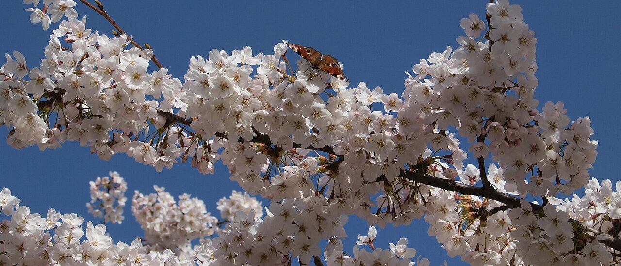 prachtvolle Blüten im Frühling (Foto: Michelle Piecyzk)