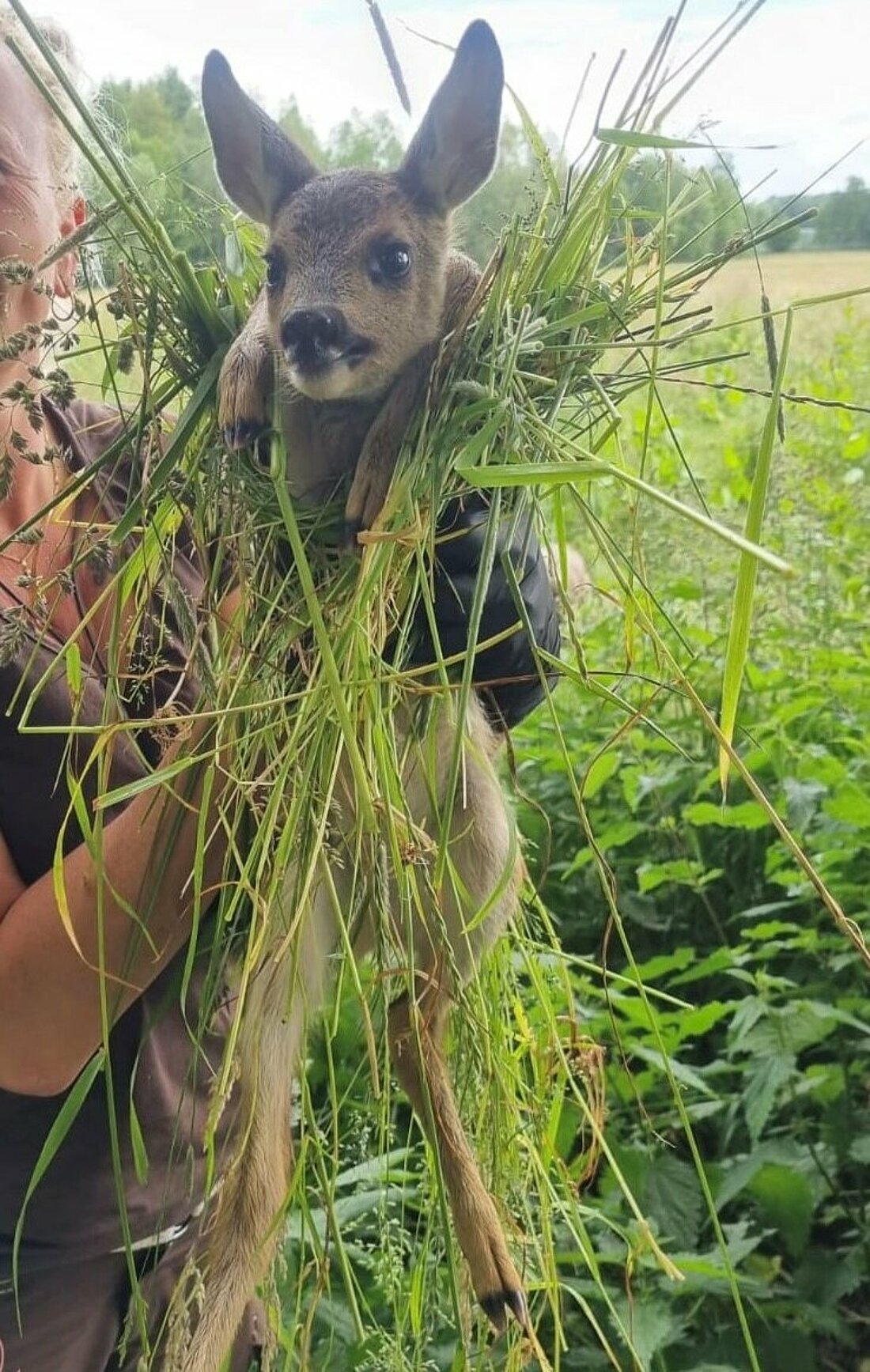 Das Kitz wird aus der Wiese entnommen, und dabei mit Gras umfasst. (Foto: Nicole Janßen) Man sieht wie ein Kitz aus der Wieso gehoben wird