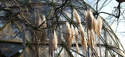 Auf dem Bild sieht man den Botanischen Garten an der HHU im Herbst (Foto: Michelle Pieczyk)