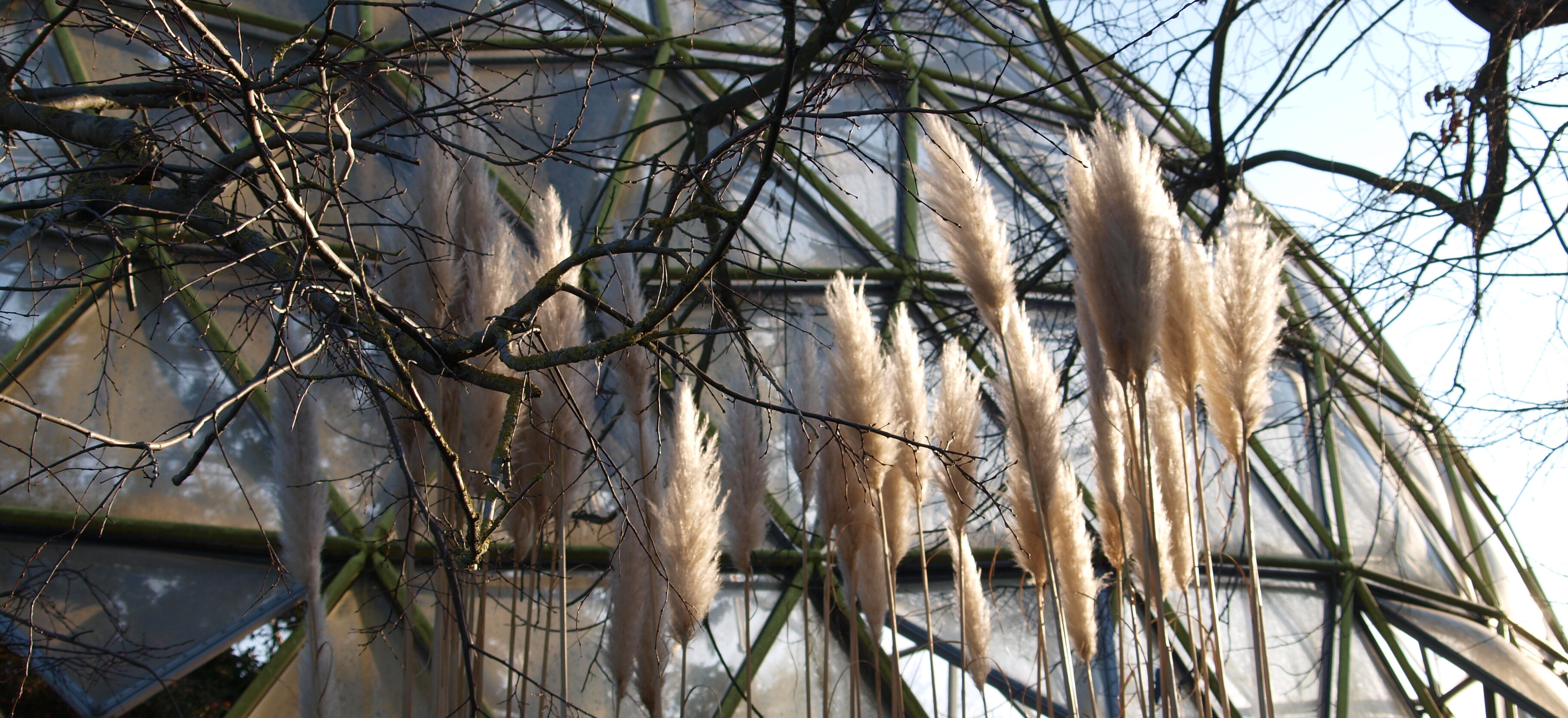 Auf dem Bild sieht man den Botanischen Garten an der HHU im Herbst (Foto: Michelle Pieczyk)