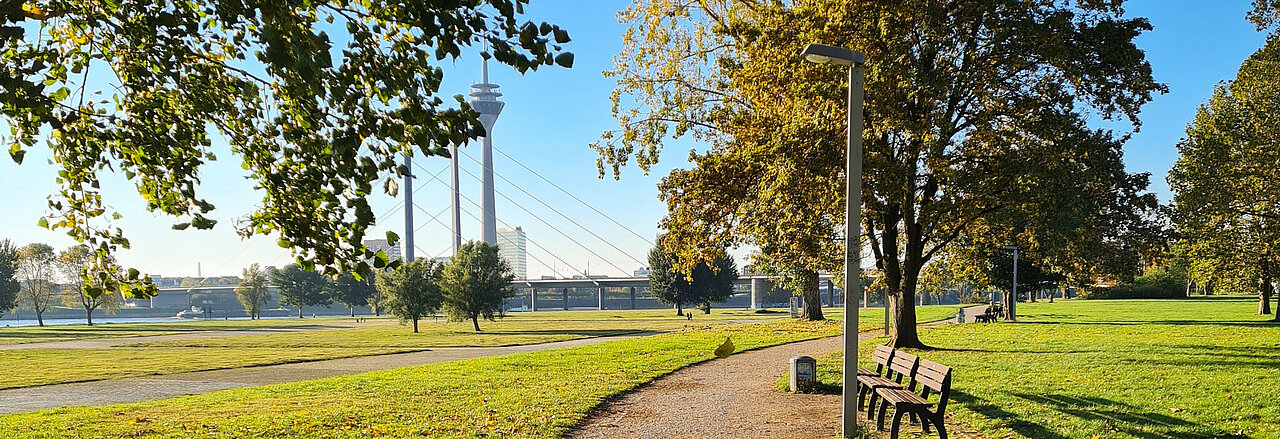 Das Foto zeigt einen weiten Ausblick auf das Rheinufer und den Rhein. Die Sonne scheint und die Bäume verlieren gerade ihre Blätter. Im Hintergrund ist der Rheinturm und eine der Rheinbrücken zu erkennen.